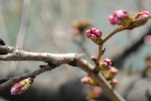 mois de mars cerisier